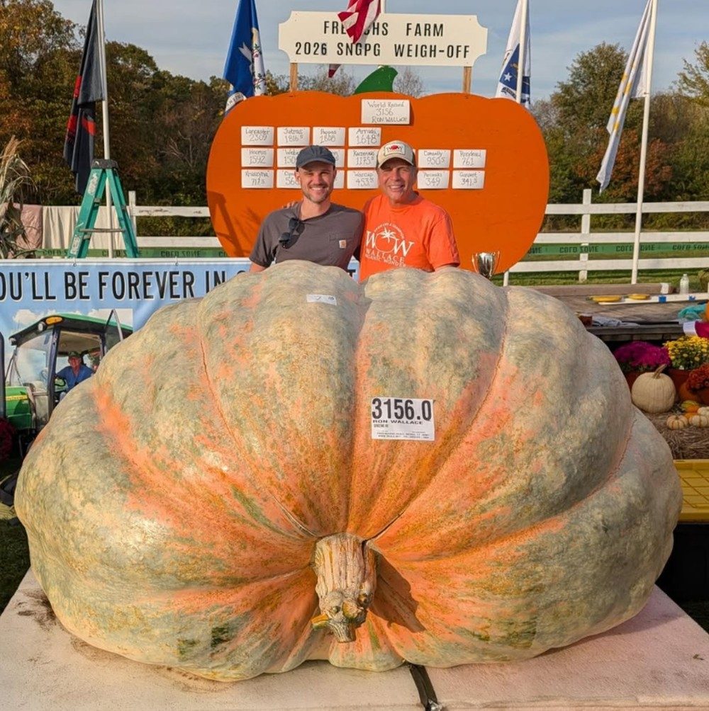 Abóbora gigante de 1.432 quilos colhida nos EUA pode bater recorde mundial.