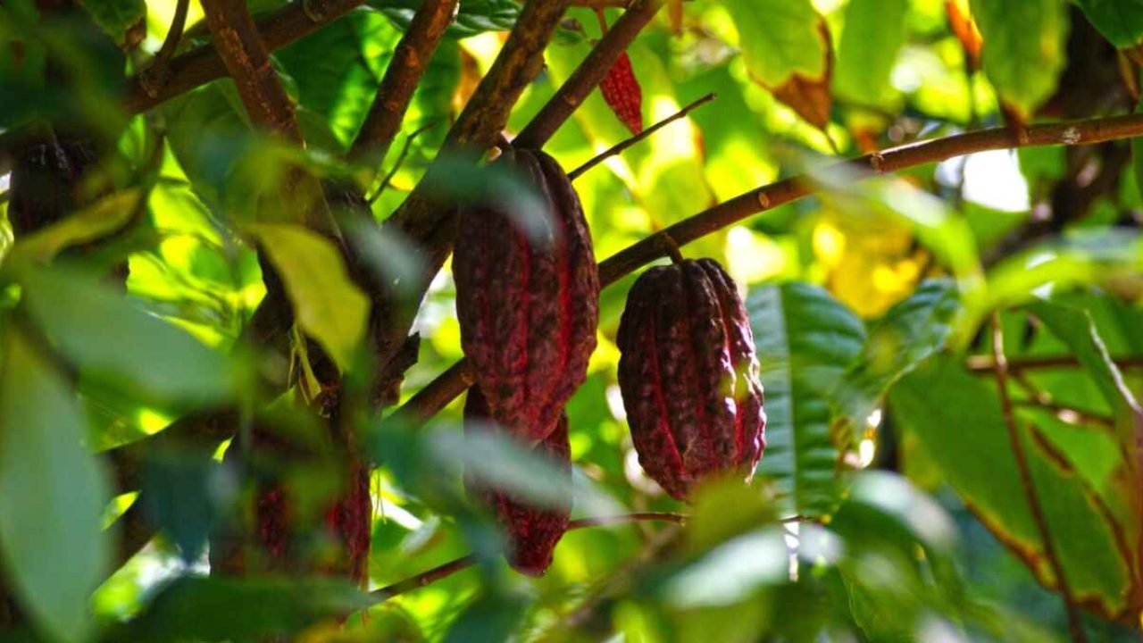 Produtor de cacau em plantio de cabruca na Mata Atlântica
