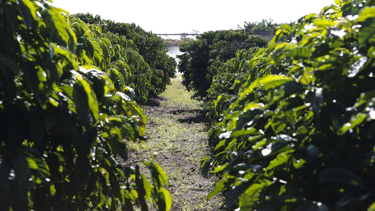Campo de café no interior de São Paulo com produtores analisando adubos