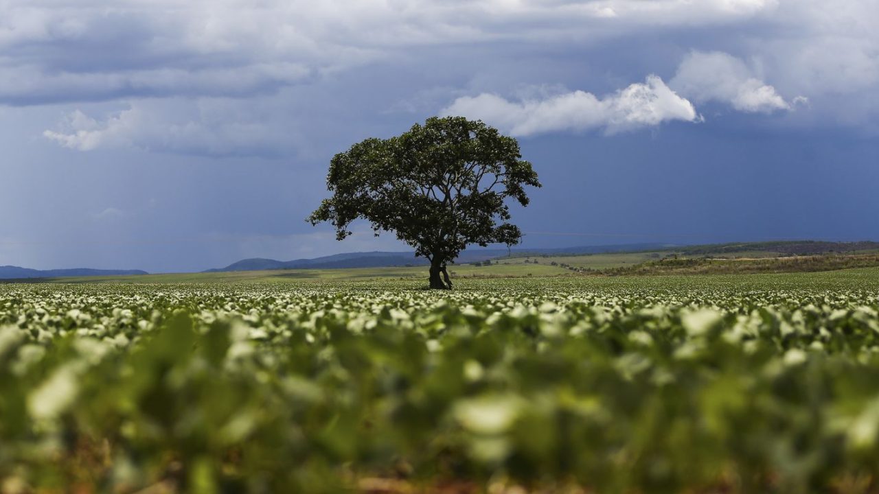 Plantação de soja em campo no Brasil