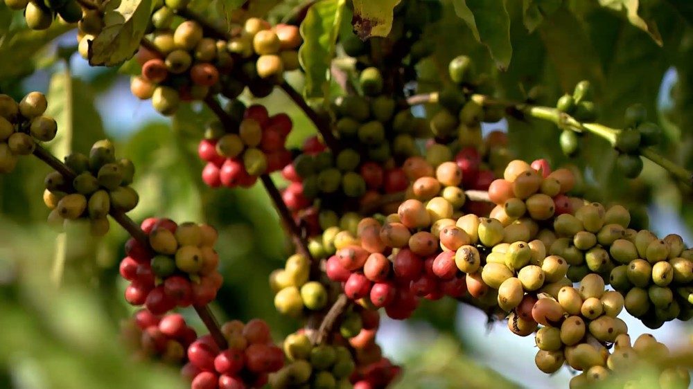 Grãos de café conilon, Espírito Santo