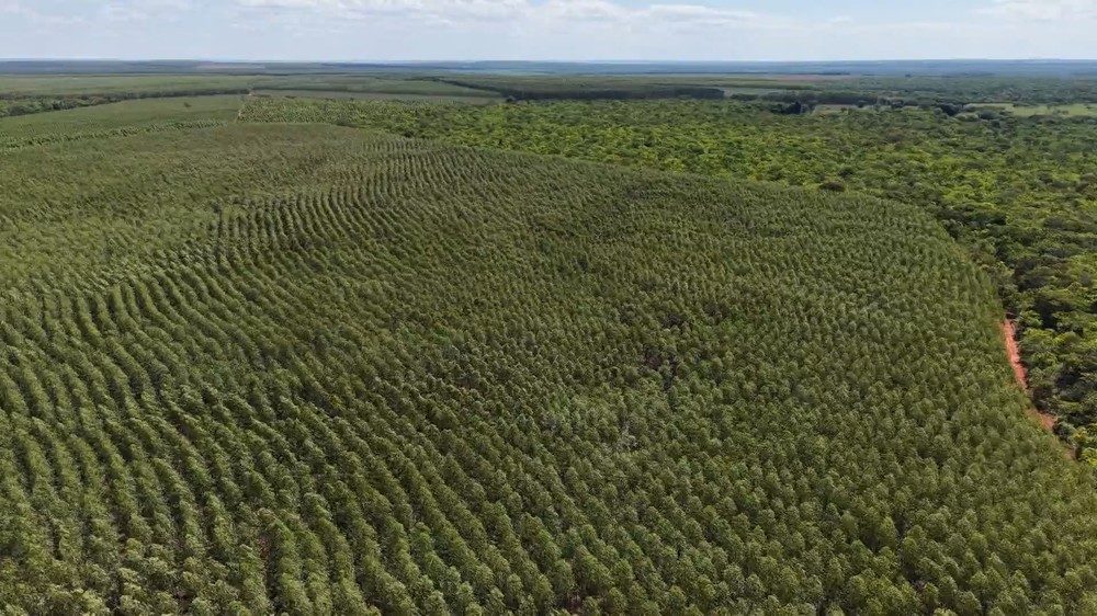 Plantação de eucalipto em Curvelo, na Região Central de Minas