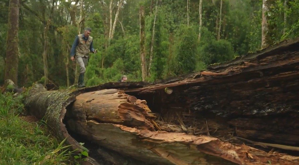 Pesquisador anda sob a araucária gigante que caiu em Santa Catarina.