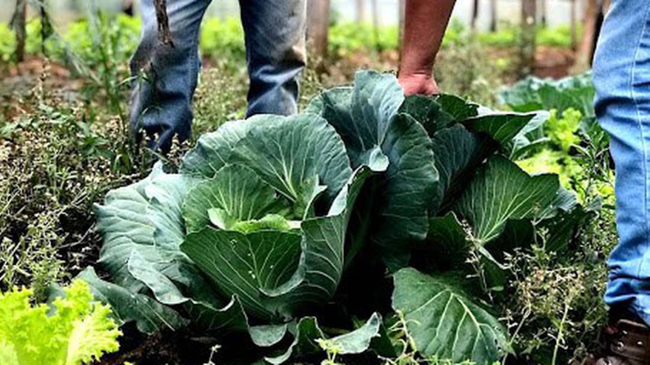 Voluntários preparando refeições em cozinha solidária em Brasília